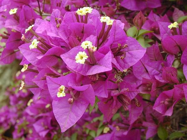 3399-bougainvillea-glabra